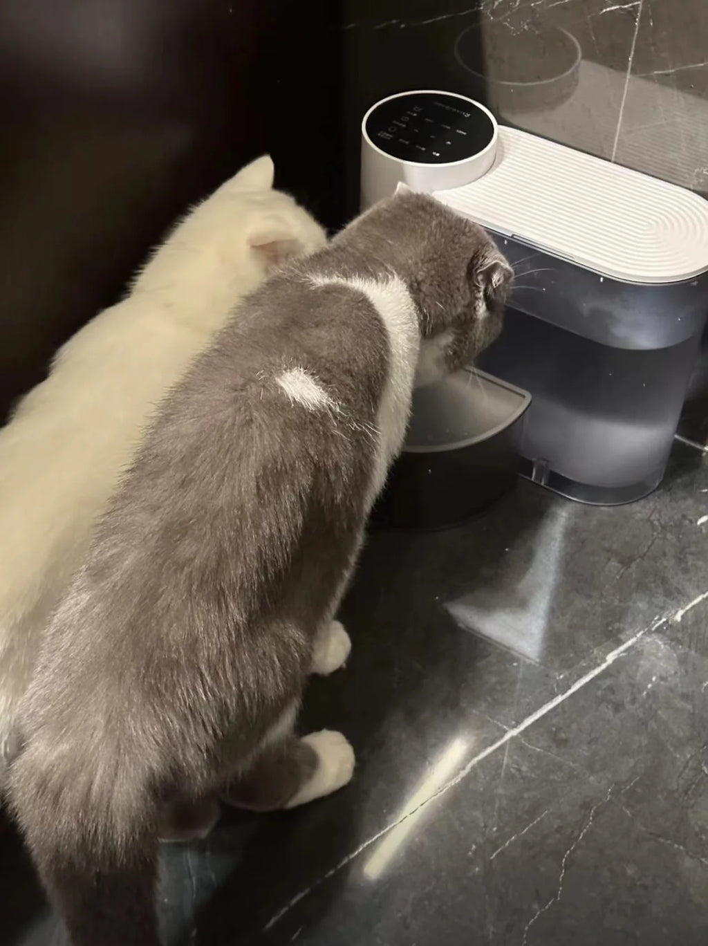 Dispensador de Agua Automático para Perros y Gatos – Recargable y con Flujo Continuo